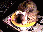 animali165.gif